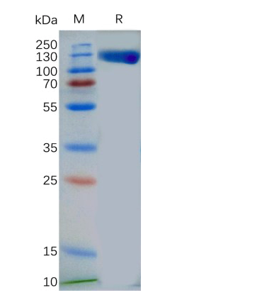 Recombinant human TLR3 protein with C-terminal mouse Fc tag